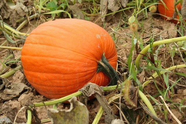 A close-up shot of a single, large, ribbed orange pumpkin sitting on dry, earthy soil in a patch. The pumpkin is still attached to its thick green and slightly weathered vine, surrounded by sparse weeds, wild grass, and dried leaves.
