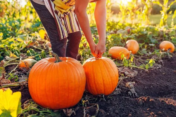 how far pumpkin roots spread underground.