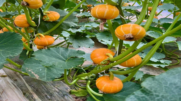 Small, bright orange pumpkins growing on vibrant green vertical vines with large leaves in a garden patch.