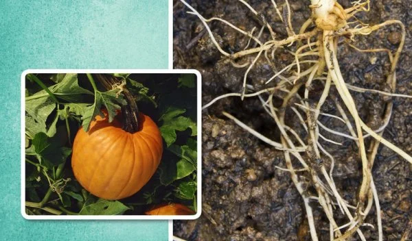 A split-screen image featuring a ripe orange pumpkin on the vine on the left, and a close-up look at a pumpkin plant's complex, white root system in dark soil on the right.