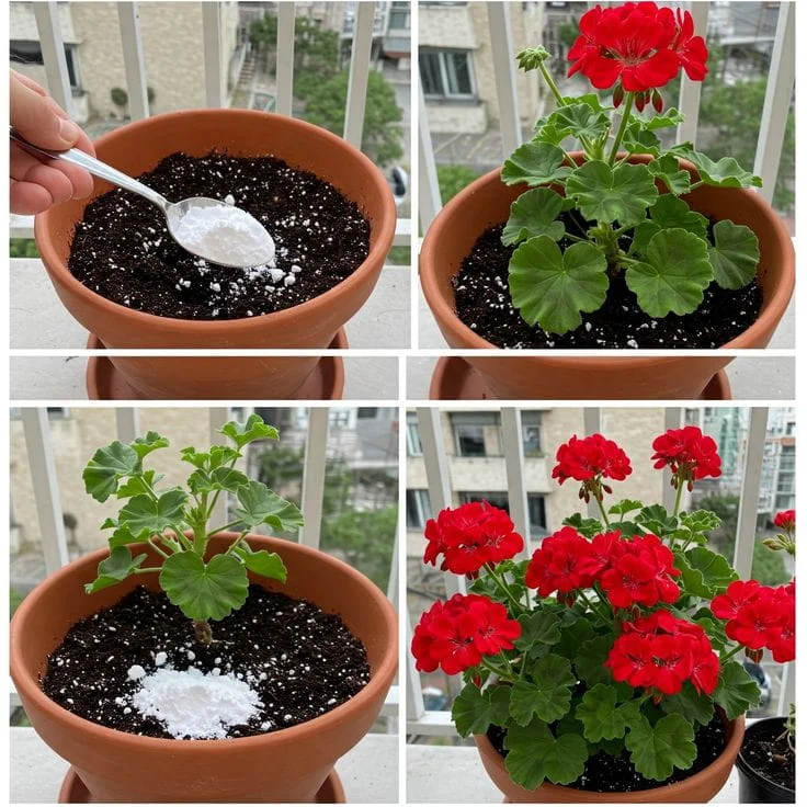how to fertilize geraniums in pots