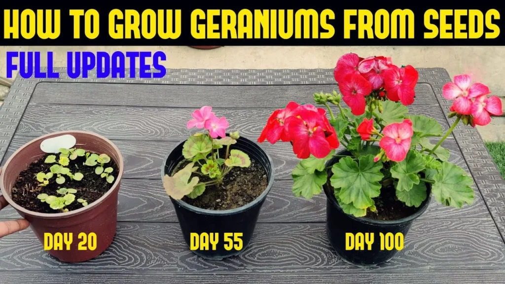 healthy blooming red geranium plant