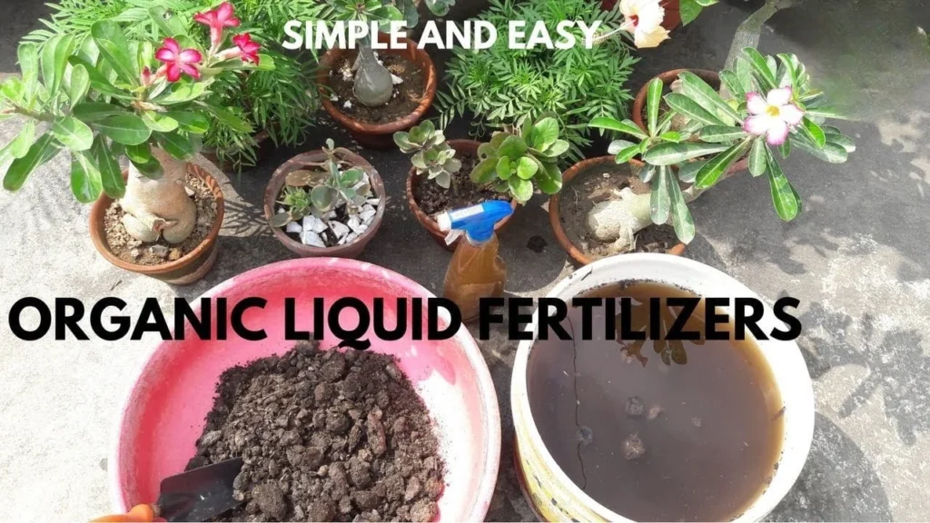 organic fertilizer for geraniums care