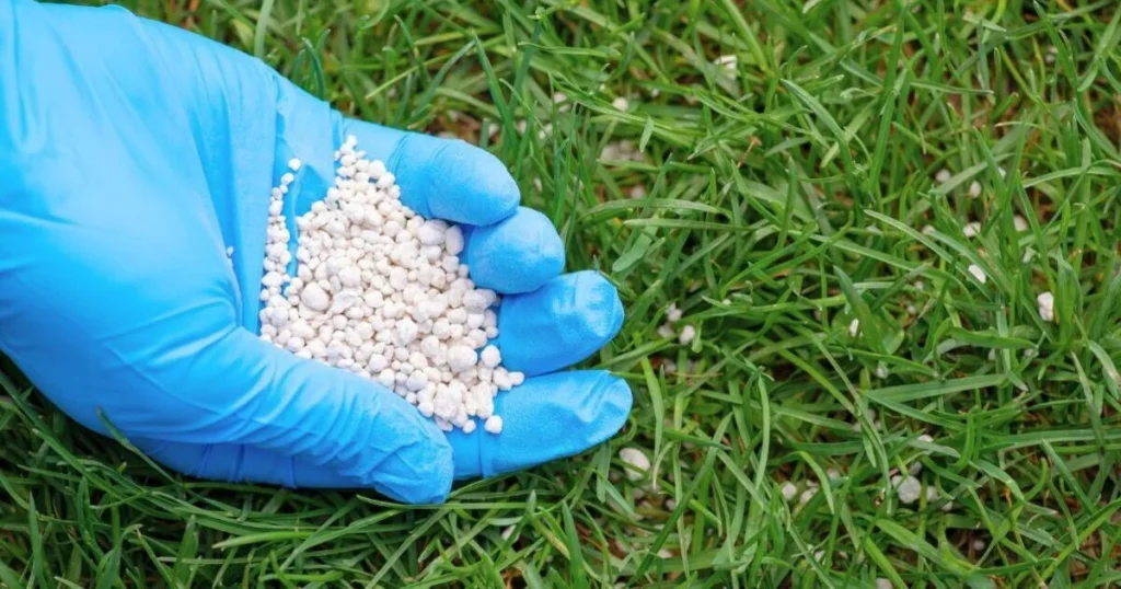 phosphorus free lawn fertilizer green grass.