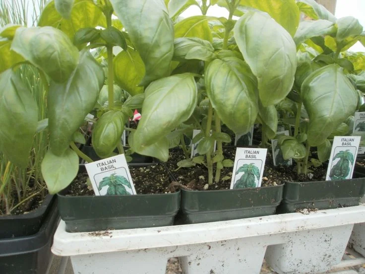 planting in Michigan container garden.