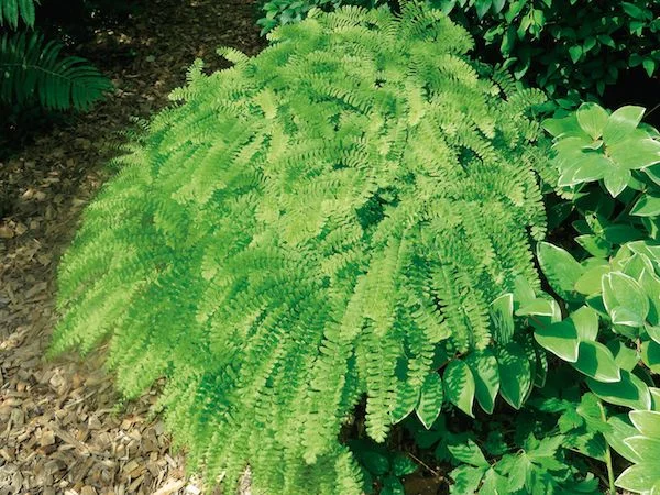 Michigan native plants backyard.
