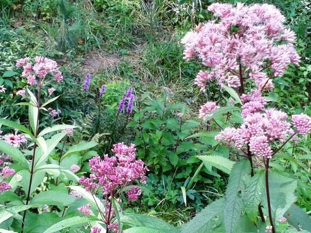 Clusters of pink Joe-Pye weed flowers blooming on tall stems alongside purple blazing star spikes in a natural Michigan wildflower garden.