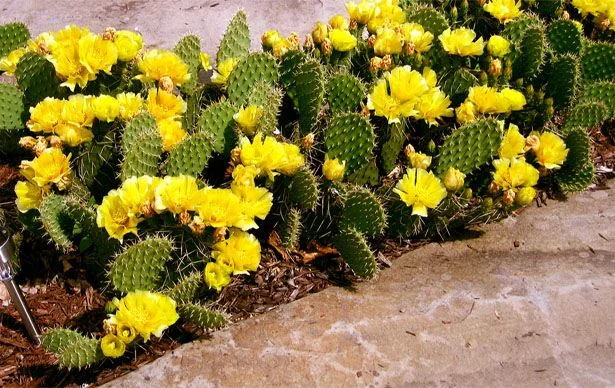 A dense patch of green prickly pear cactus pads covered in vibrant yellow blossoms landscaping the edge of a stone walkway.