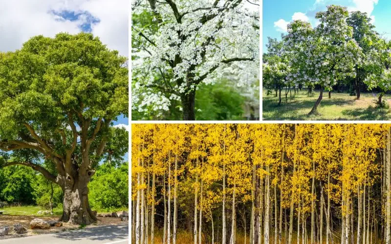 A photo collage showcasing four different types of trees, including a massive old-growth oak tree, a white flowering dogwood, a blooming catalpa tree, and a grove of golden autumn aspen trees with white trunks.