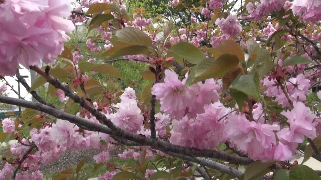 Thick branches of a Kanzan Japanese cherry blossom tree covered in dense, fluffy pink double flowers and young bronze-green leaves in spring.