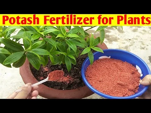 potash fertilizer for plants garden