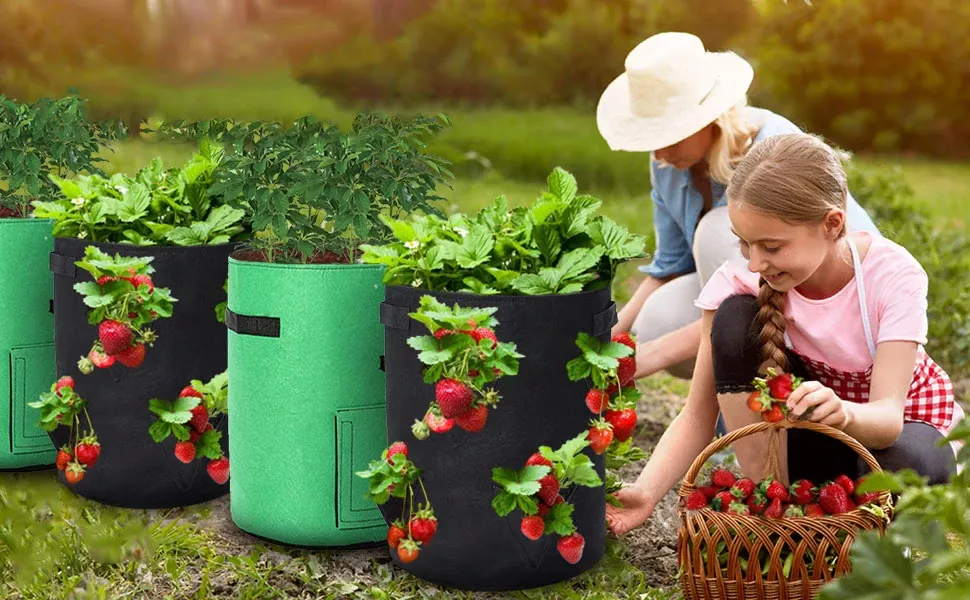 strawberry bag grow outdoor patio