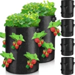 strawberry bag grow