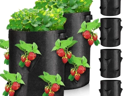 strawberry bag grow