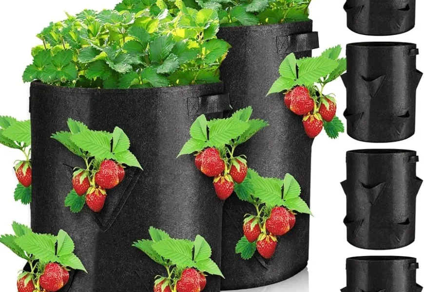 strawberry bag grow