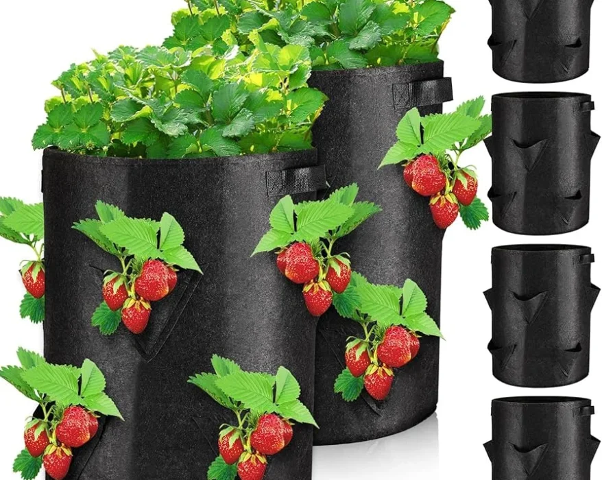 strawberry bag grow
