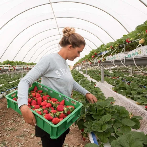A woman harvesting fresh red strawberries inside a large hydroponic greenhouse, holding a green crate filled with picked strawberries while picking from rows of lush strawberry plants.