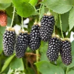 what fertilizer for blackberries
