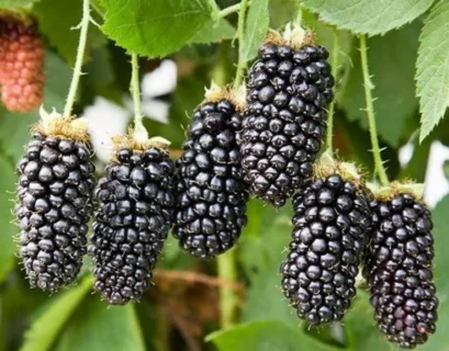 what fertilizer for blackberries