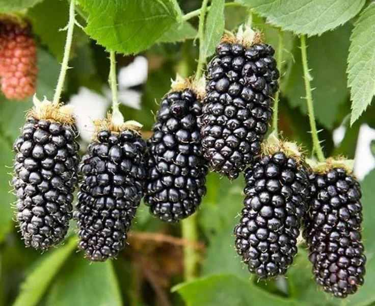 what fertilizer for blackberries