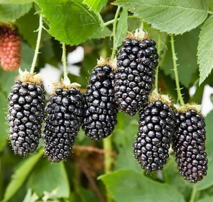 what fertilizer for blackberries