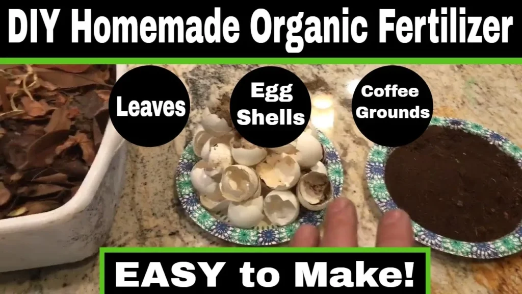 homemade fertilizer blackberry plants.