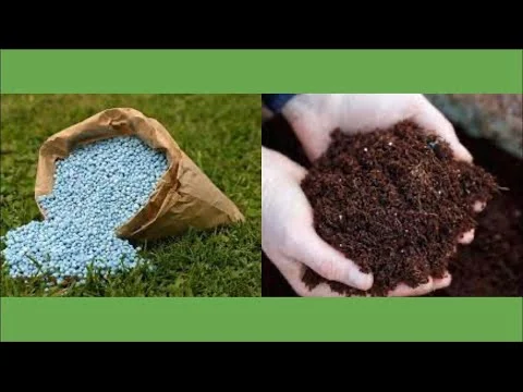 Side-by-side view comparing blue chemical fertilizer granules in a bag on a lawn with a handful of dark organic compost, showing the choice between synthetic and natural plant nutrition.