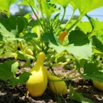 yellow squash fertilizer