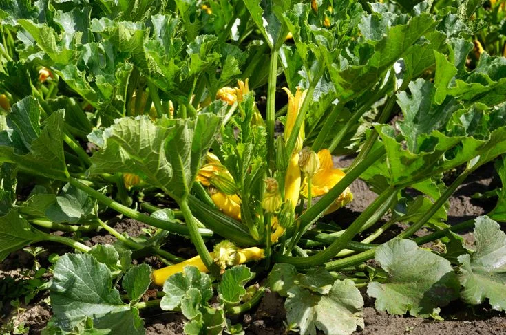 A healthy yellow zucchini bush plant in an outdoor garden bed, showing bright yellow cylindrical squashes growing upright amidst large, jagged green leaves and golden blossoms.