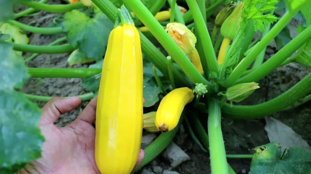 A gardener's hand gently checking a large, ripe golden yellow zucchini squash growing on a thick green stem in an outdoor vegetable patch.