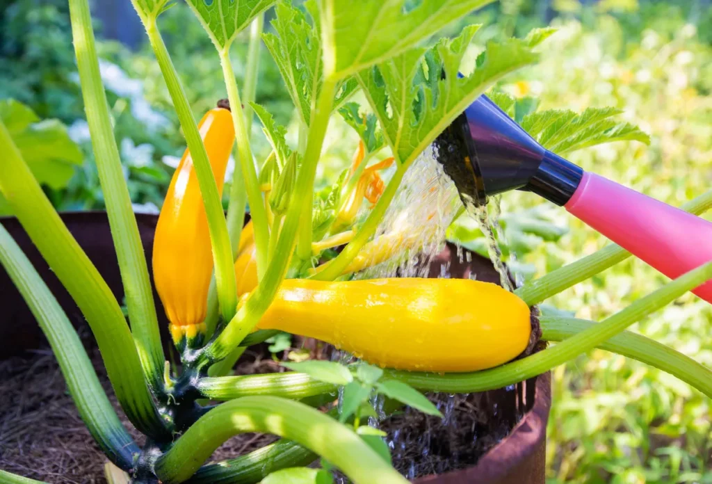 A close-up of a pink and black watering can watering the base of a vibrant yellow summer squash plant growing in a dark container pot outdoors.