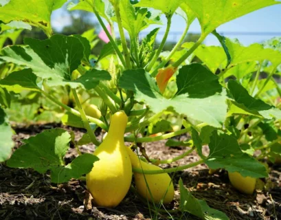 yellow squash fertilizer