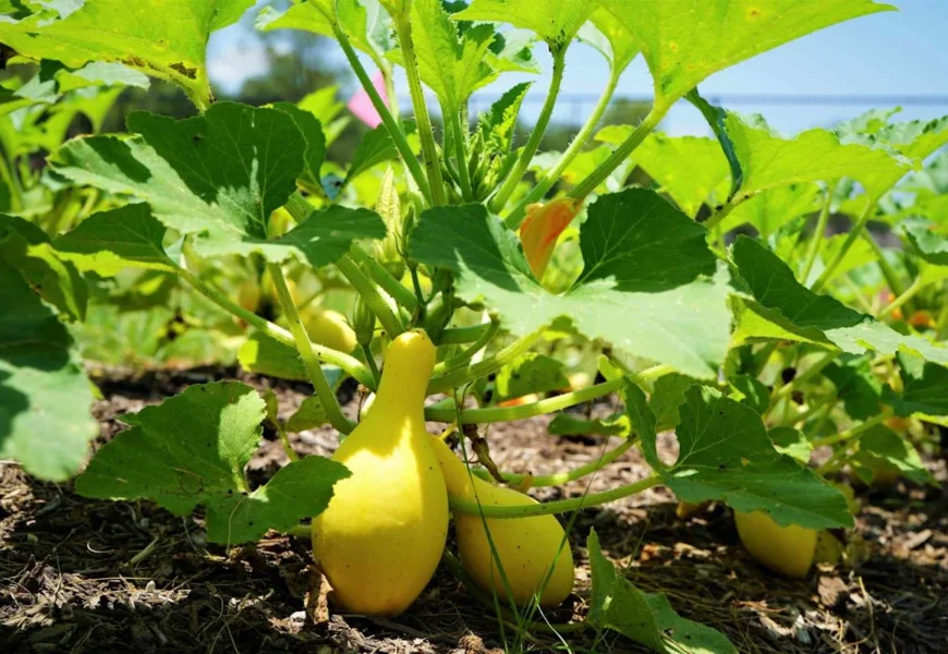 yellow squash fertilizer