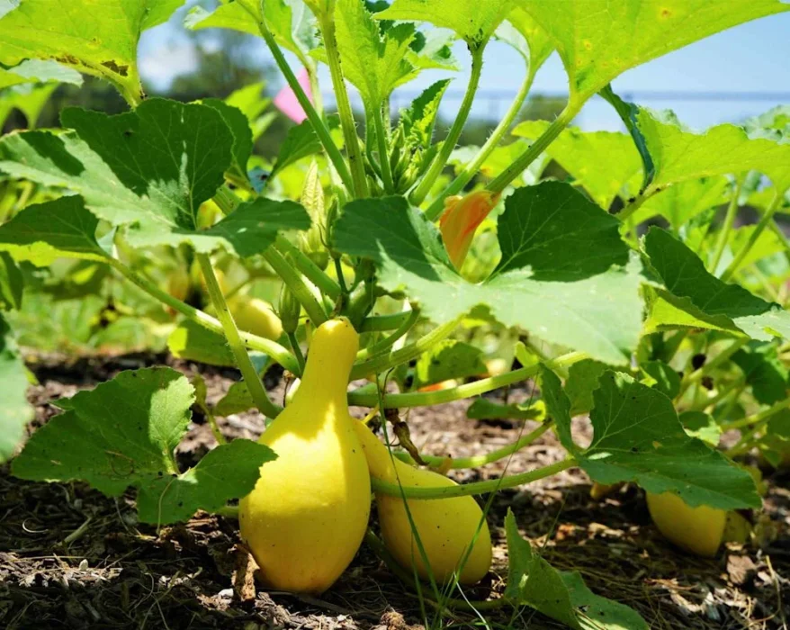 yellow squash fertilizer