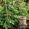 best fertilizer for pole beans