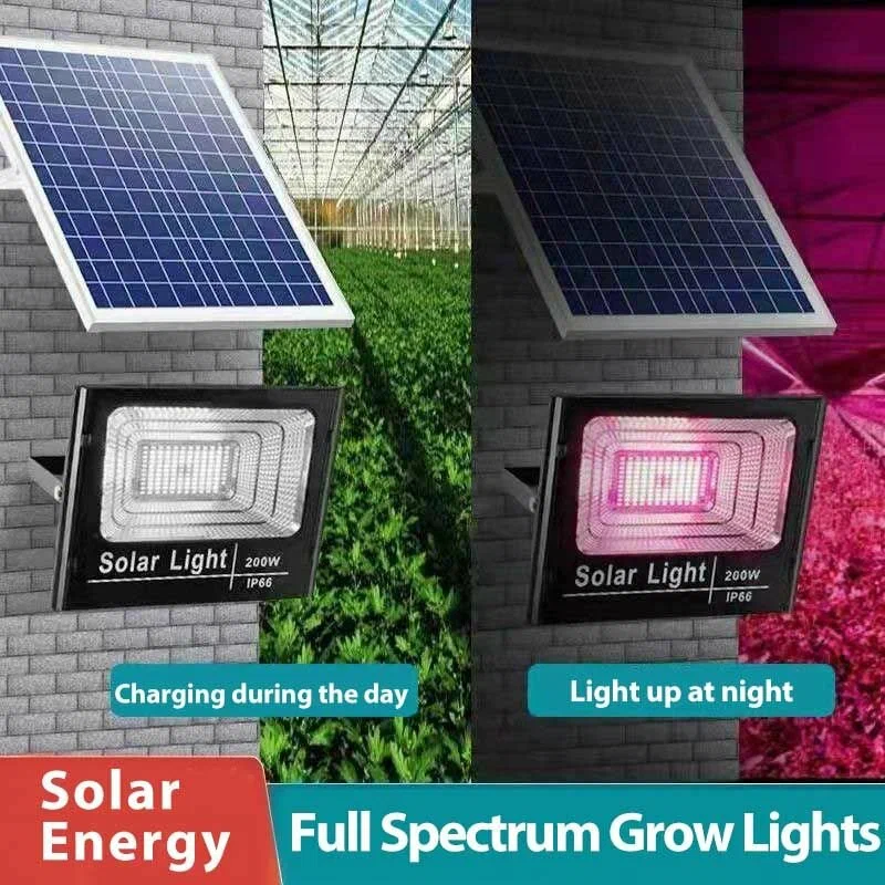 solar-energy-full-spectrum-grow-lights A split image of a 200W solar grow light system showing a solar panel charging during the day next to the LED fixture lighting up with a pink full-spectrum glow at night in a greenhouse.