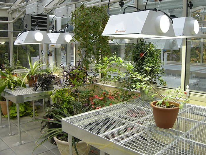 commercial-greenhouse-grow-lights-setup An indoor commercial greenhouse featuring overhead industrial grow lights illuminating various potted plants on metal mesh benches.