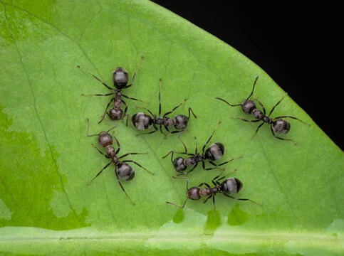 black garden ants on green leaf A group of six black garden ants crawling on a vibrant green leaf, showcasing their natural habitat in a garden.