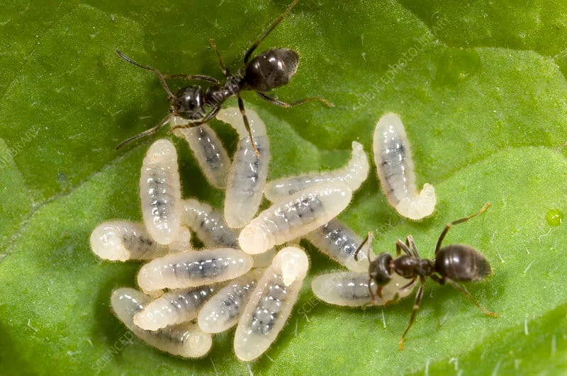 black garden ants and larvae Two adult black garden ants tending to a cluster of white, translucent larvae on a green leaf, showcasing the insect life cycle.
