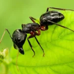 black garden ant habitat