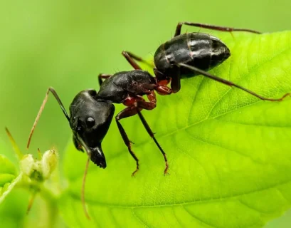 black garden ant habitat
