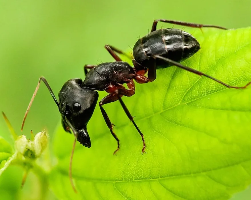 black garden ant habitat