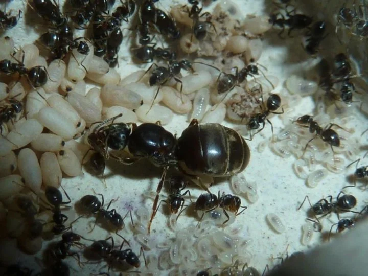 black garden ant nest interior A large black garden ant queen surrounded by smaller worker ants, white oblong pupae, and tiny translucent larvae inside an underground nest habitat.