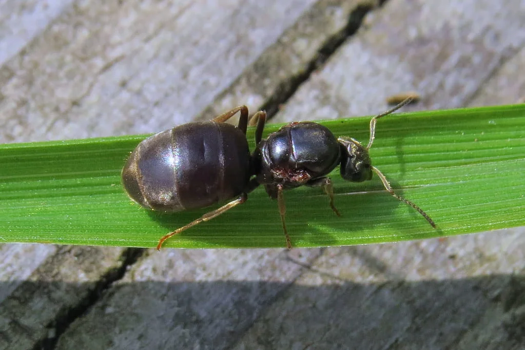 black garden ant queen habitat A close-up view of a queen black garden ant searching for a nesting site on a blade of grass near an outdoor wooden structure.