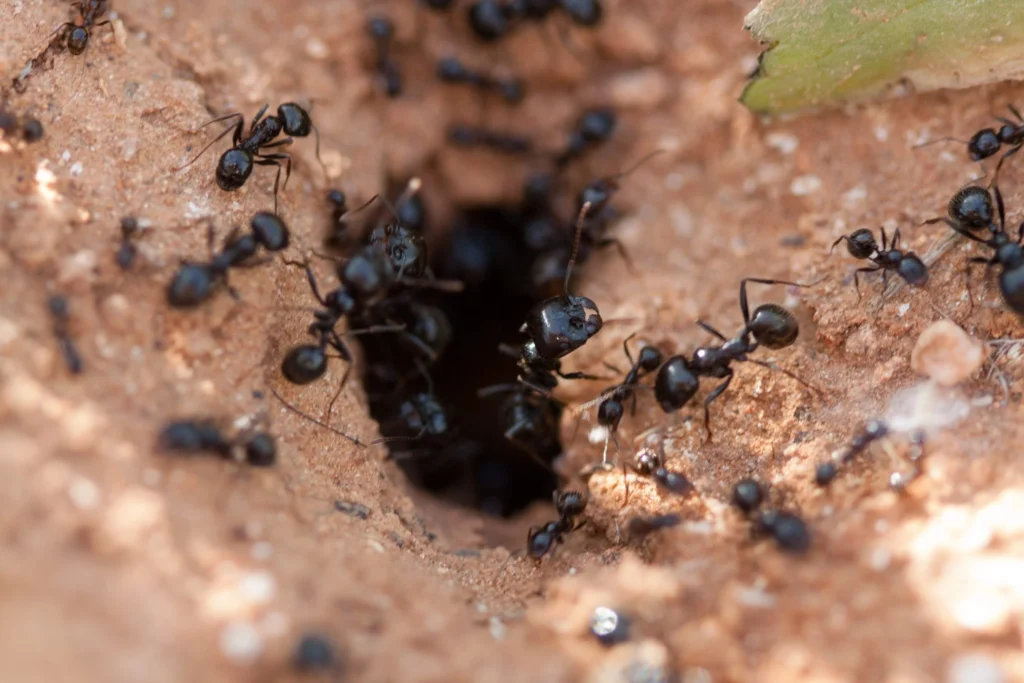 black garden ant nest entrance Numerous black garden ants swarming around the circular entrance hole of their underground nest in dry garden soil.