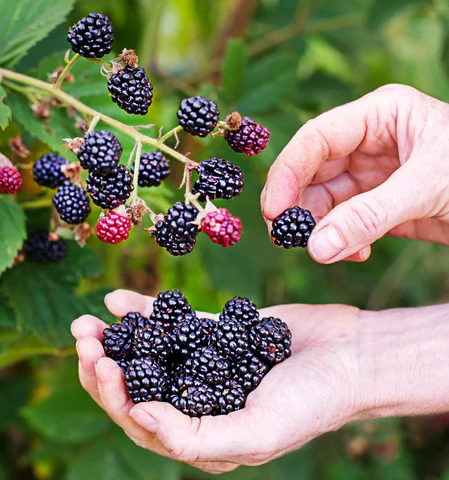 blackberry fertilizer organic harvest Hands harvesting ripe, juicy blackberries from a green bush, illustrating healthy plant growth and a successful berry harvest from organic fertilization.