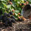 blackberry fertilizer organic