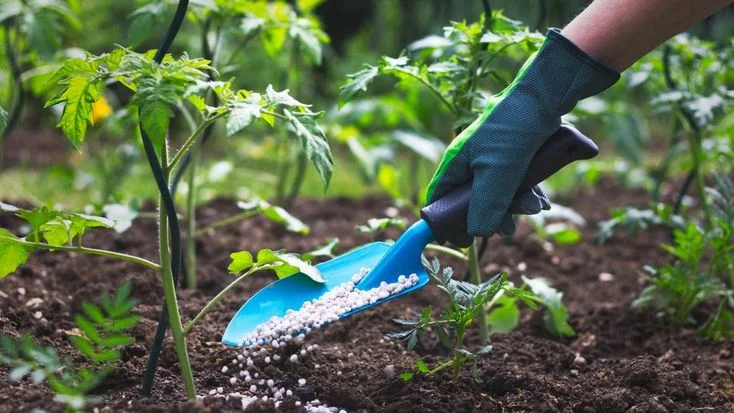 fertilizing blackberry plant roots Close-up of white fertilizer granules being spread onto dark soil with a blue trowel to feed the blackberry plant roots and improve soil nutrients in a garden.