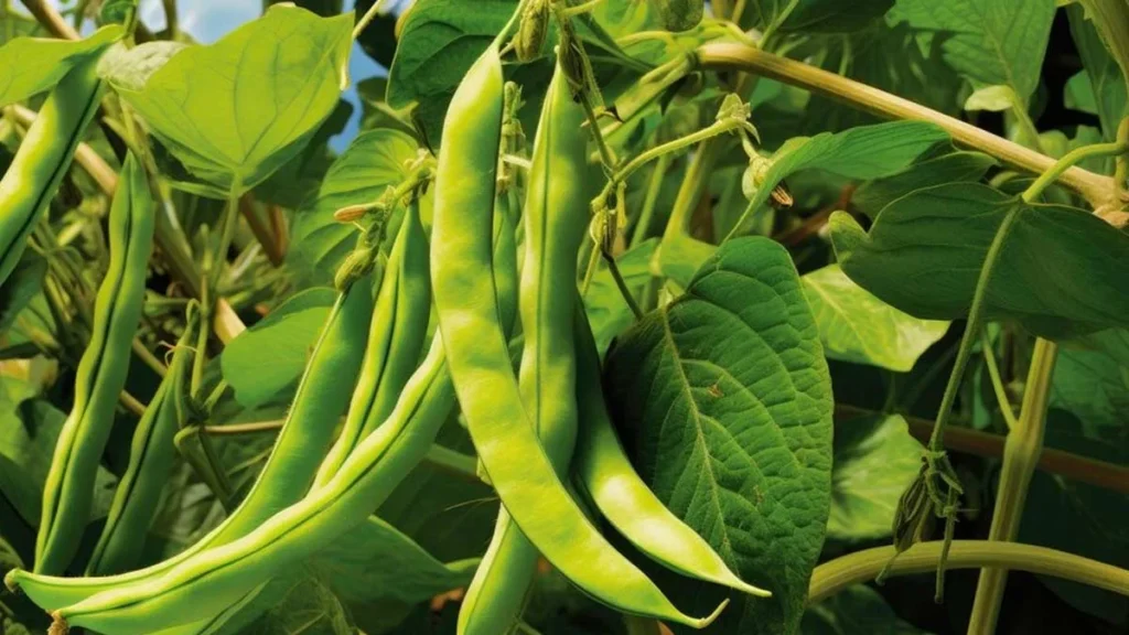 A close-up of vibrant, plump green bean pods hanging from thick vines with healthy green leaves, demonstrating a high-yield crop from proper garden fertilization.