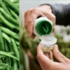 fertilizer for bean plants
